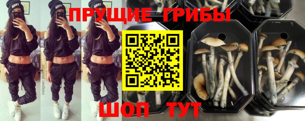 Галлюциногенные грибы Psilocybe Каменск-Уральский